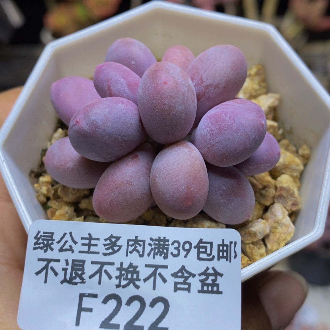 222糖豆奶多肉4c m