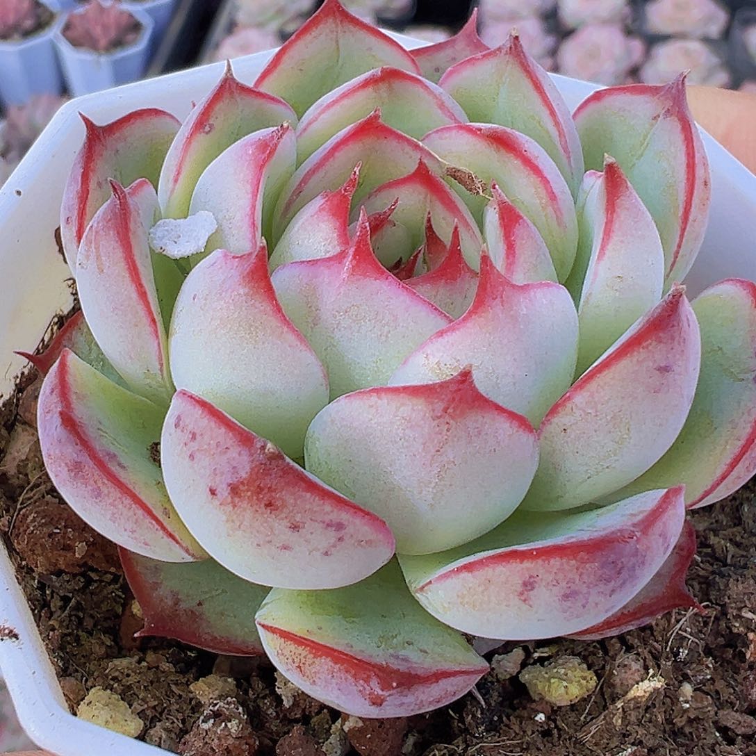 勾魂仙子19包邮多肉