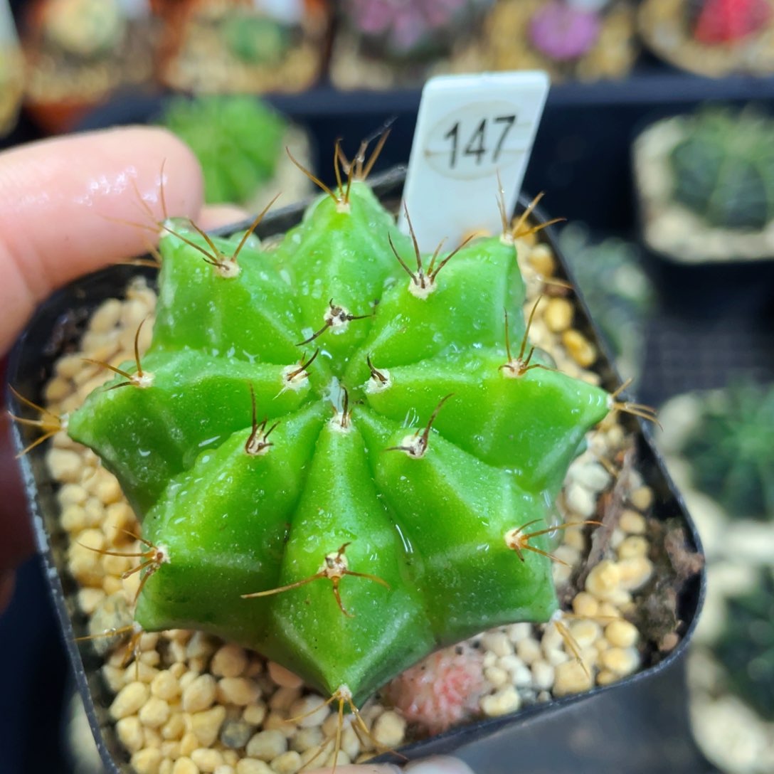 盆5公分满25包邮裸根发货