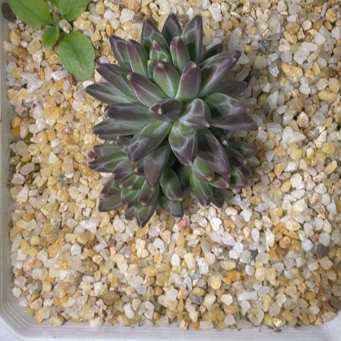 黑珍珠 3头  一物一拍