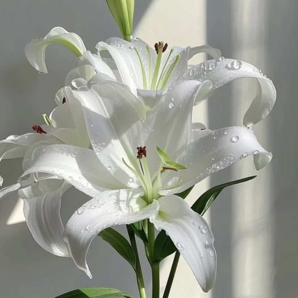 （白天霸）白色香水百合多头东北鲜花基地花期长顺丰包邮