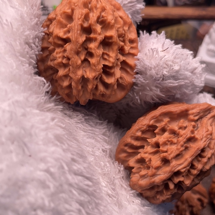 瑾***猪核桃43尺秦岭野生大龙