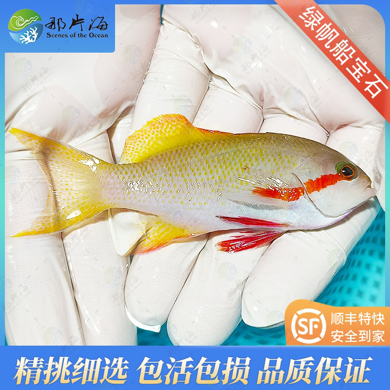 绿宝石 海水鱼  观赏鱼