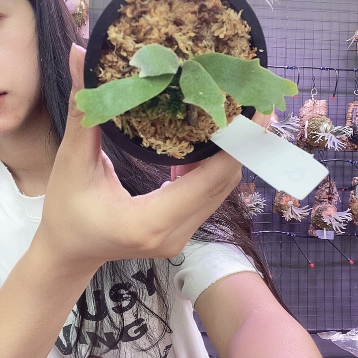 无花朵阿斯拉鹿角蕨