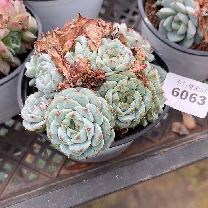 阿雅园艺。      6064天鹅绒