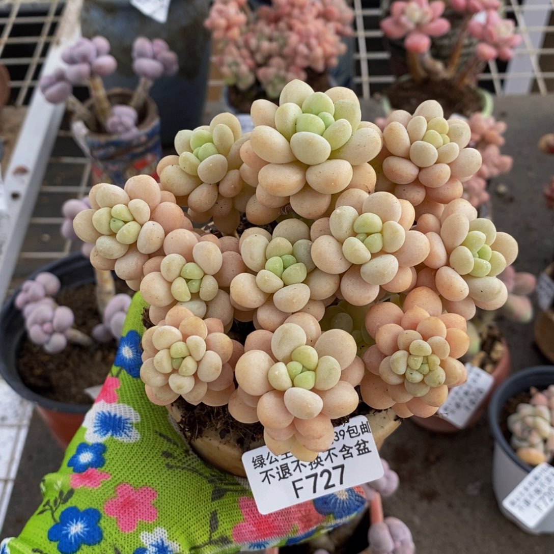 洛可可727/10cm多肉