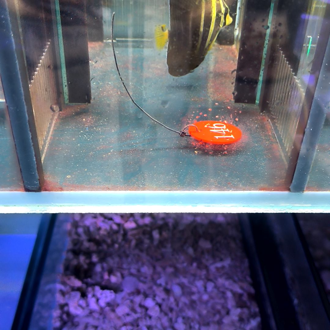 海水鱼大帆吊7+/6-70-146