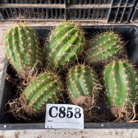 种子苗毛花柱c 858