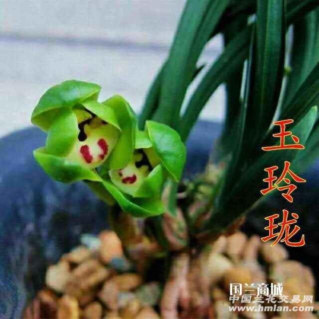 春兰名品玉玲珑浓香型室内好养活绿植盆栽花卉