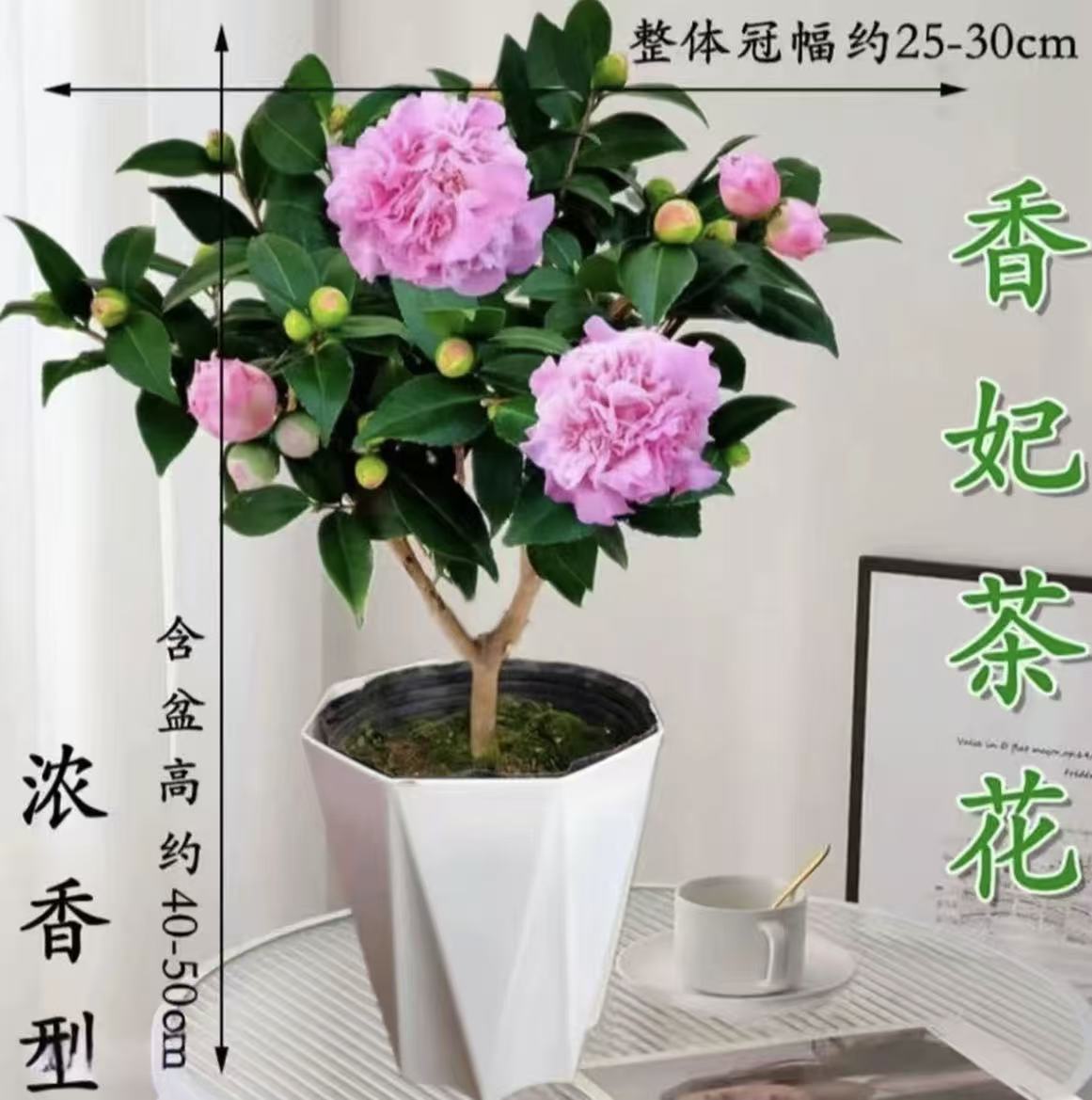 50-60CM（满带花苞发货）香妃茶花盆栽带花苞室内四季花卉开花植物B