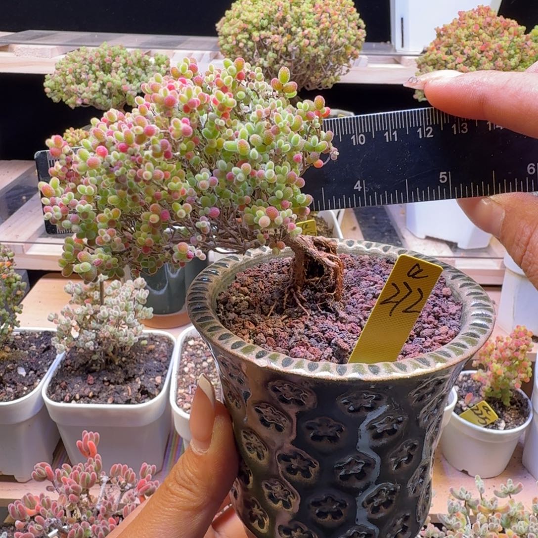 a272号蜜橘冠服8厘米左右带盆发