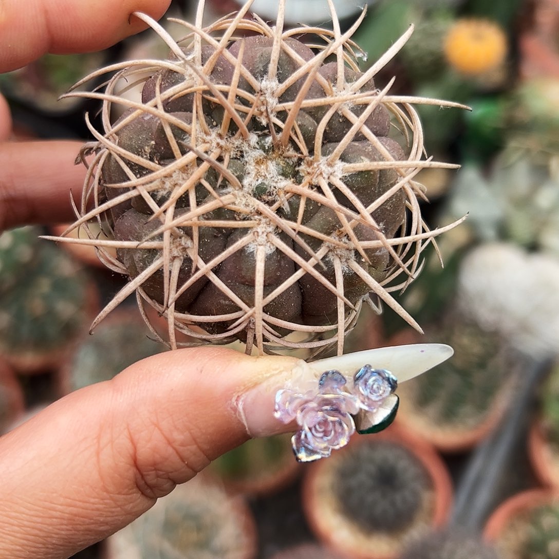 肤刺有根仙人球66666