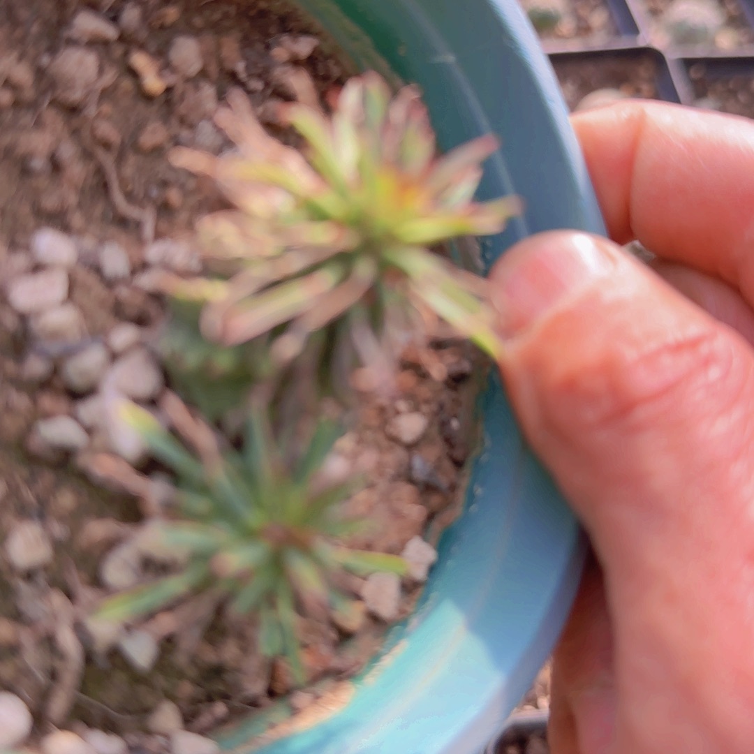 白***鸽块根植物块根植物