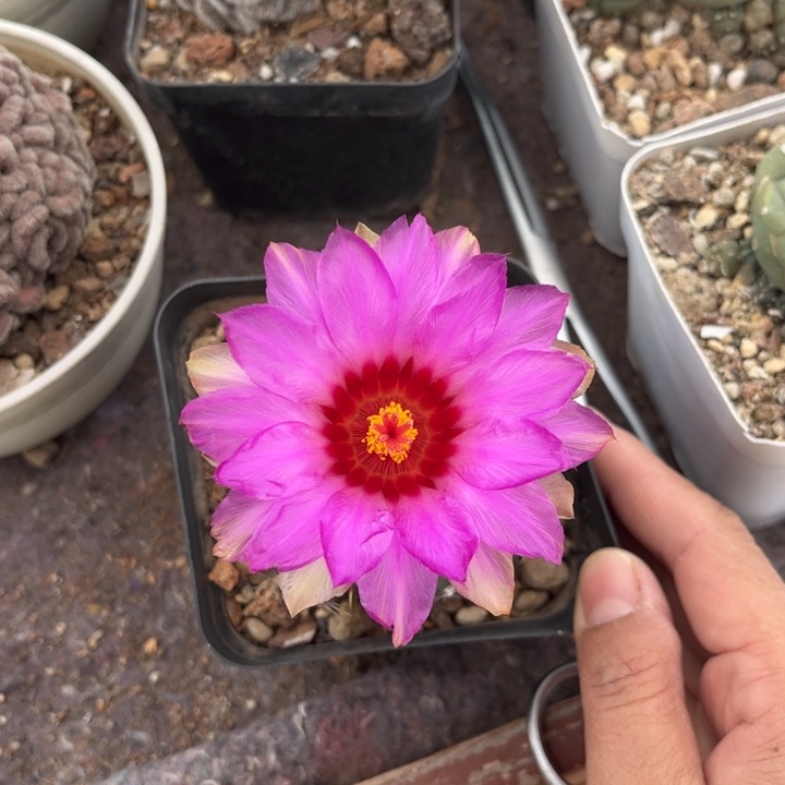 实生大统好养皮实