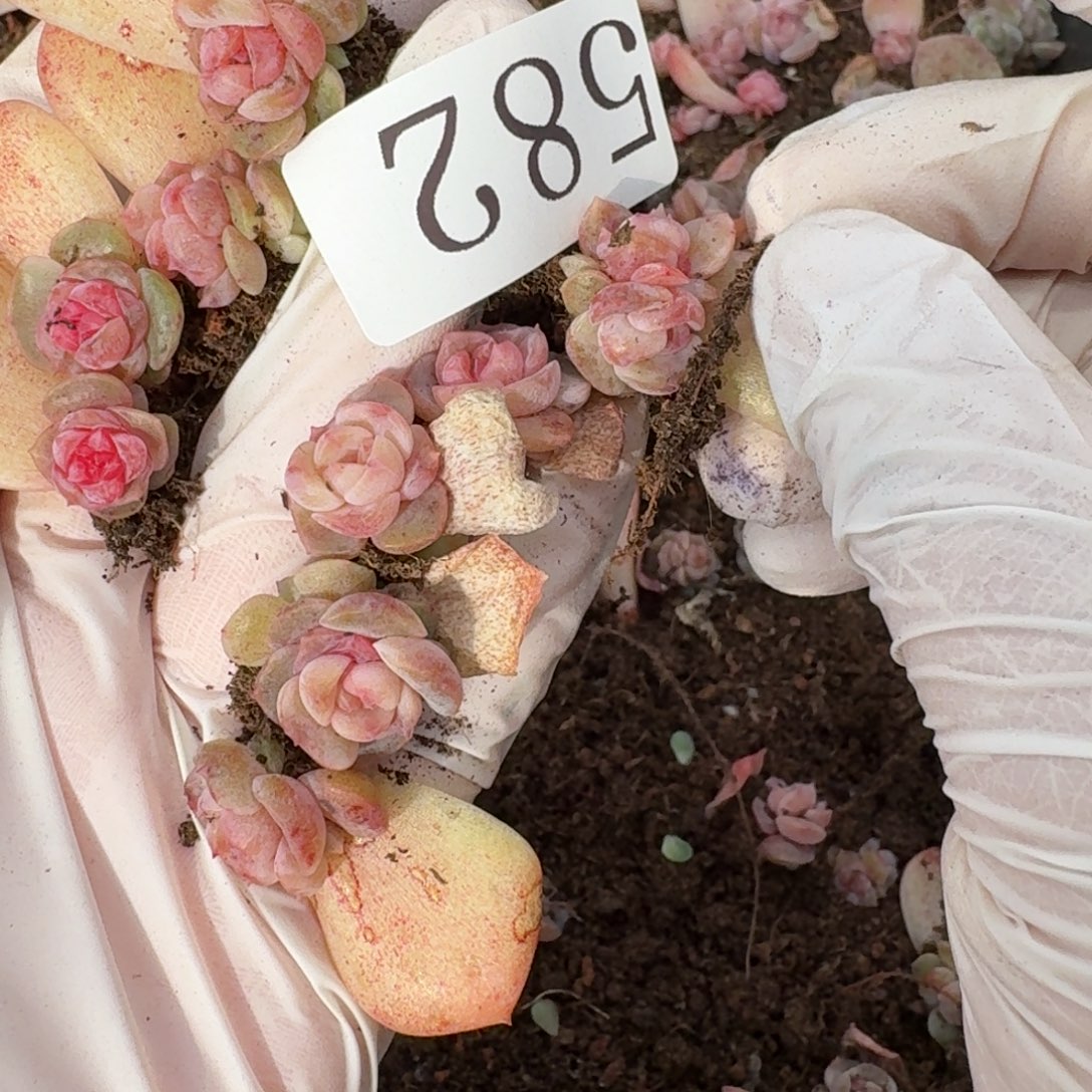 多肉植物多肉植物582