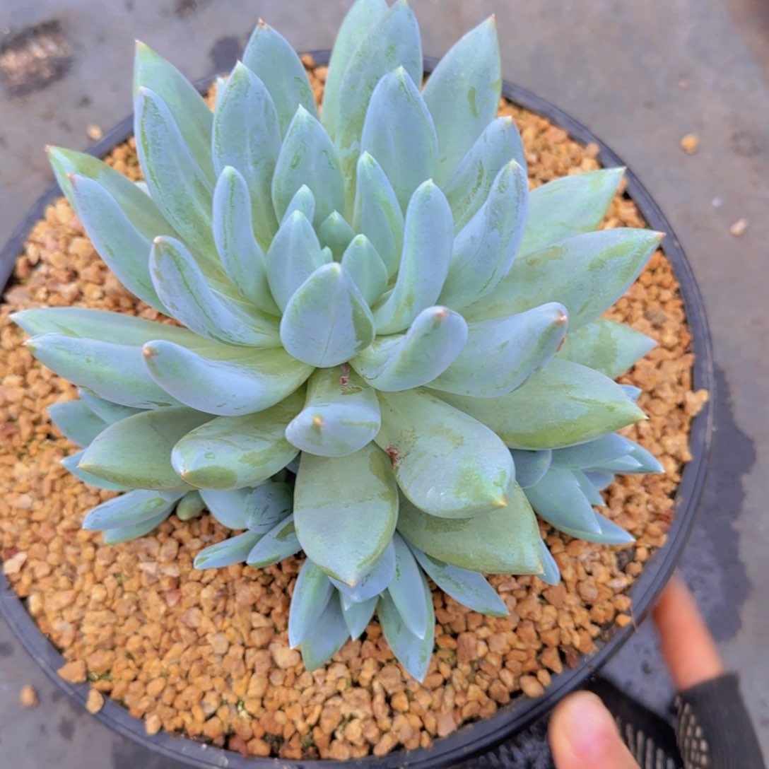 六*多肉植物多肉植物