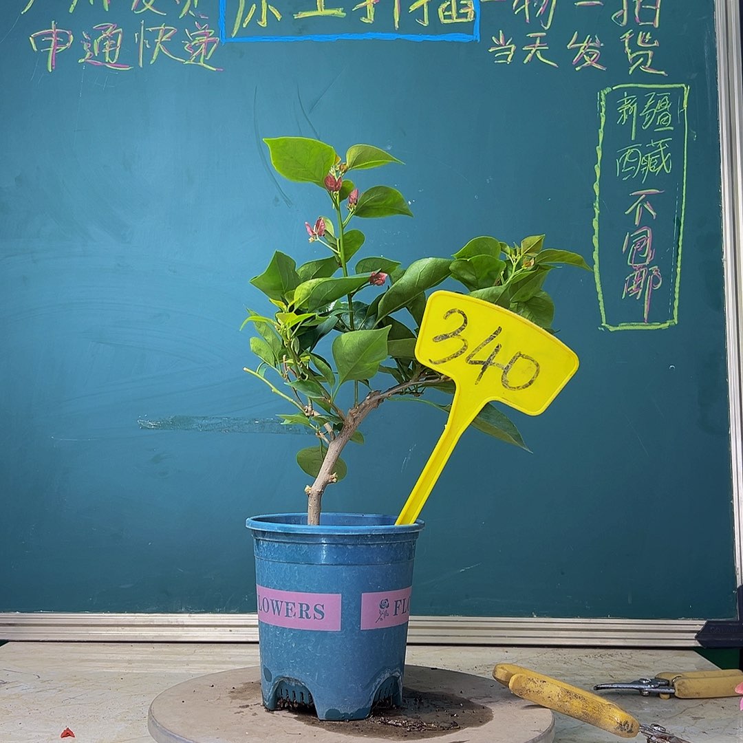 当前无花栽培后可以开花福利 弯杆 不甜西瓜  340