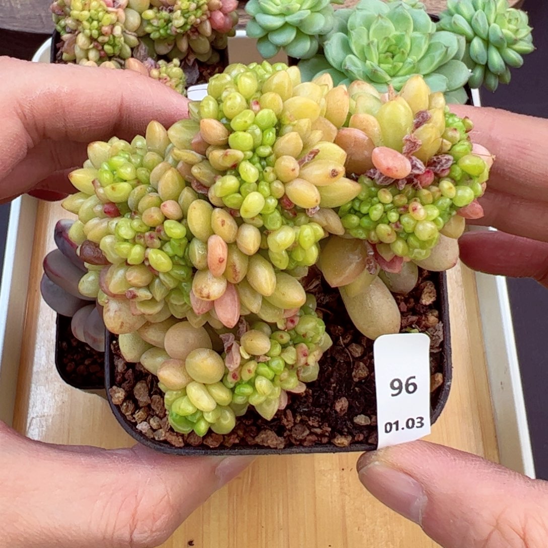 好好看96、哈哈哈哈