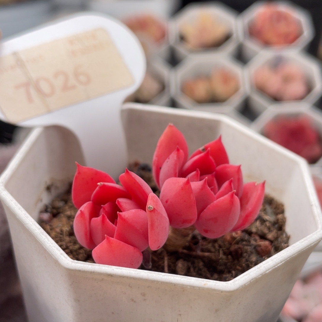 高贵7026-4.0厘米