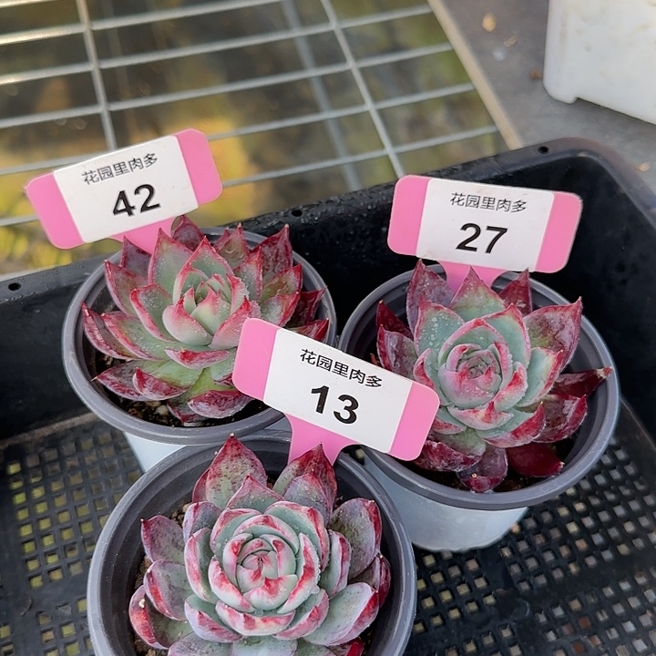 42、27、13 惊鸿仙子多肉植物6-9cm