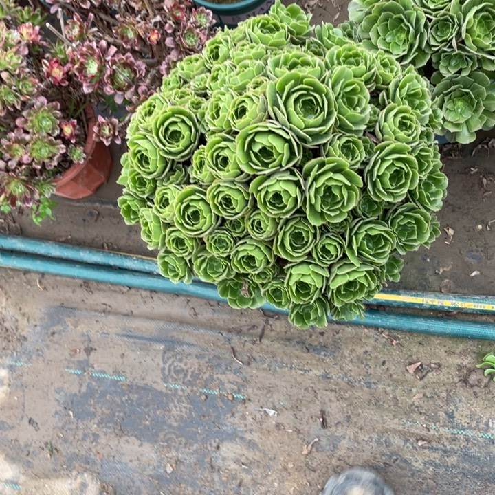 ，104绿羊绒多肉植物