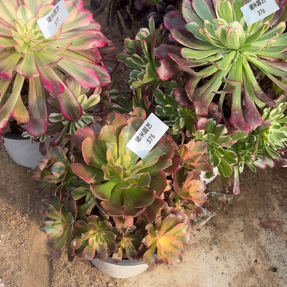 阳***花铜壶天合香妃多肉植物375-76-77