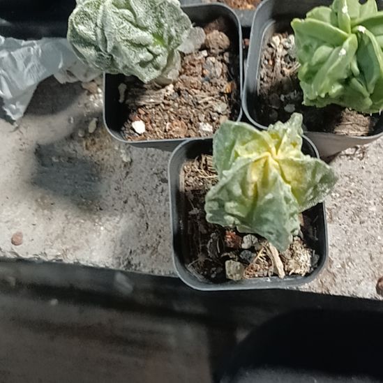 花花世界迷人眼球球好养