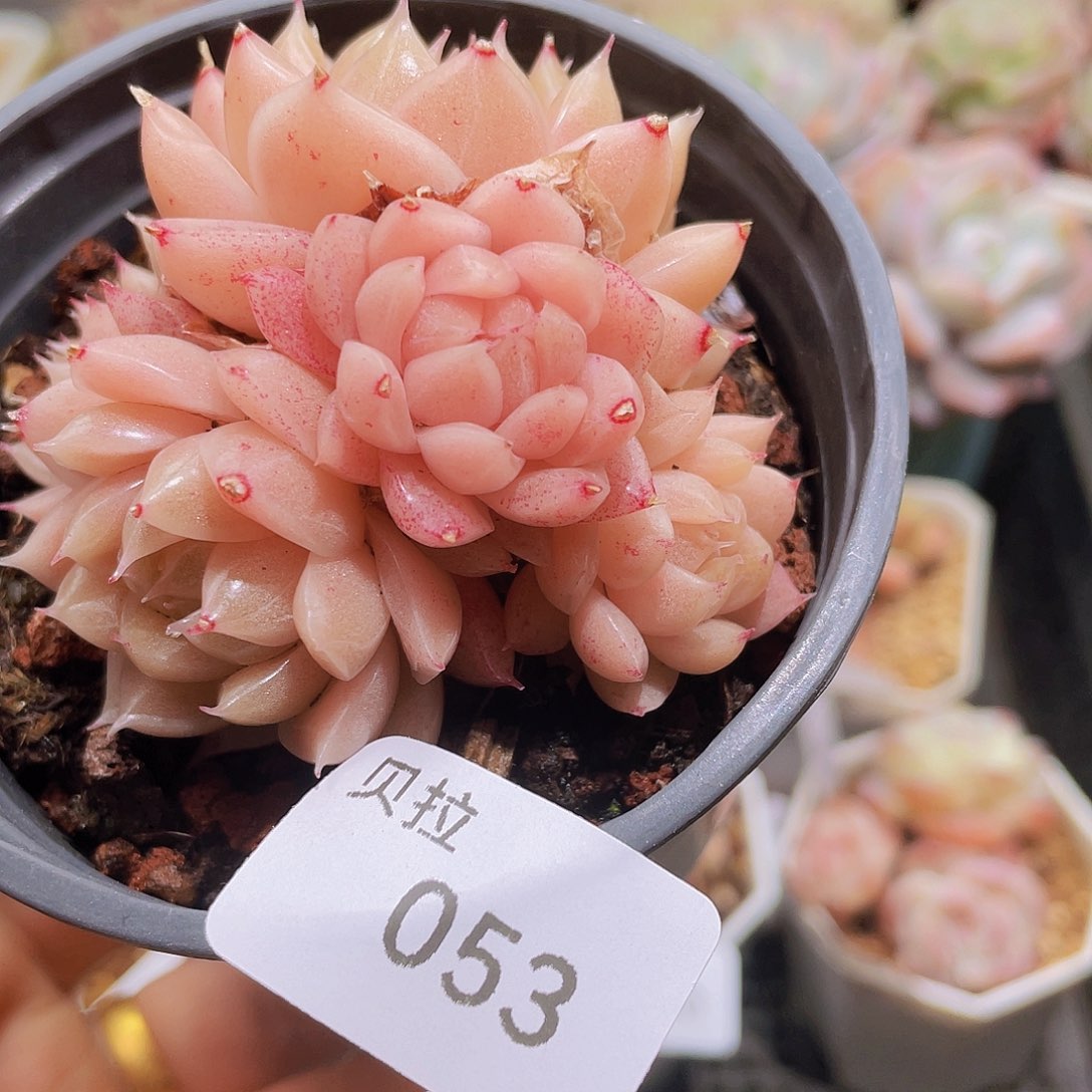 53 精品多肉一物一拍