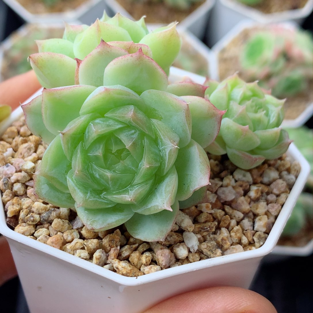 58包邮  群生不包整蔷薇有砍23