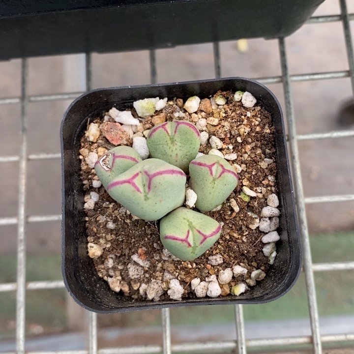 伯克利和格兰的故事也很