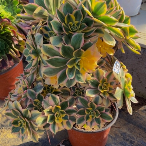 灿烂会黑斑多肉植物朵朵55多肉