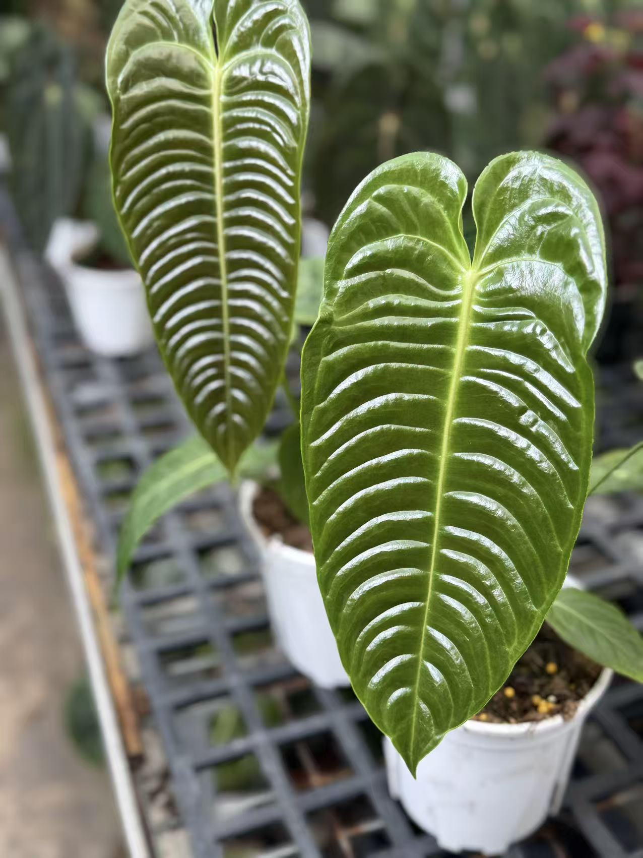 新手好养的火鹤王叶长28盆栽绿植适合室内摆放