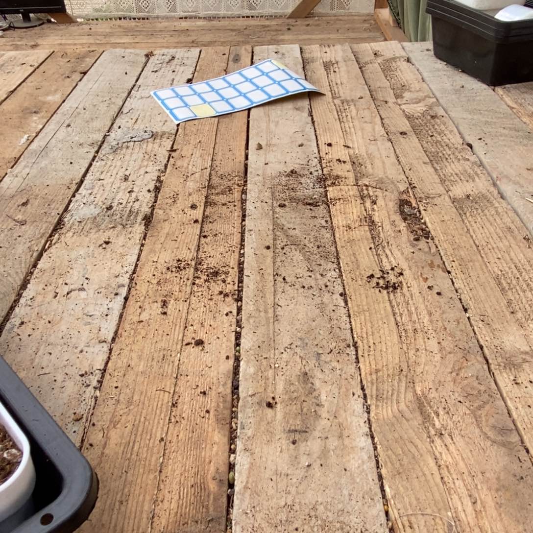 C*枝干番杏多肉植物寄养发货