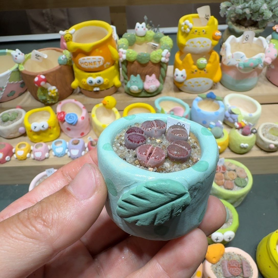 红陶蘑菇623紫饼