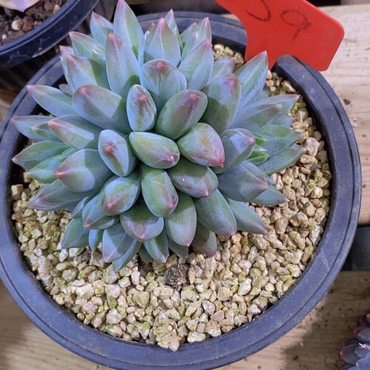 这个点吃的都吐完