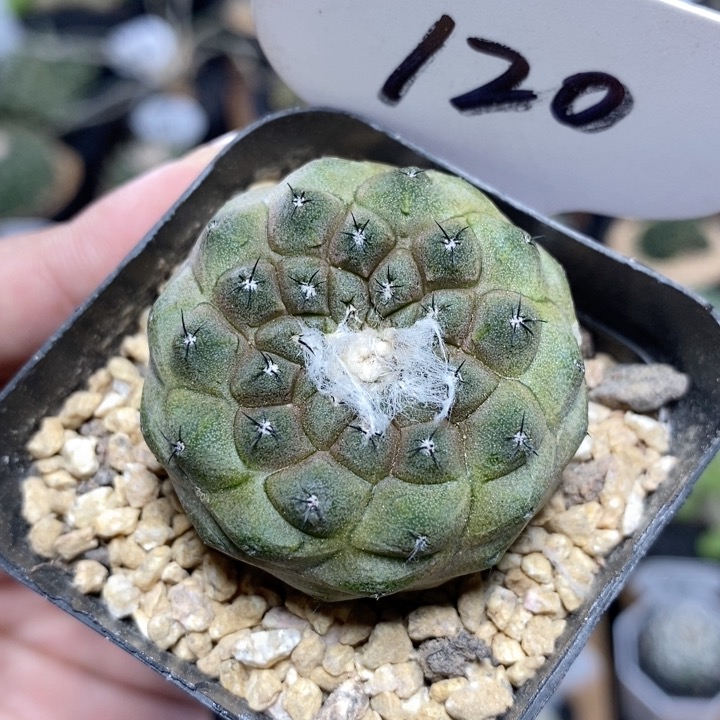 120号实生蜥蜴皮3.5cm