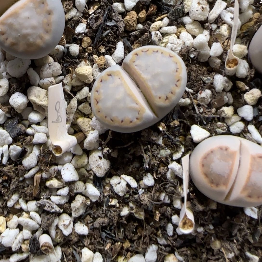 哪****12.9。   216饼干无人福利。    2029