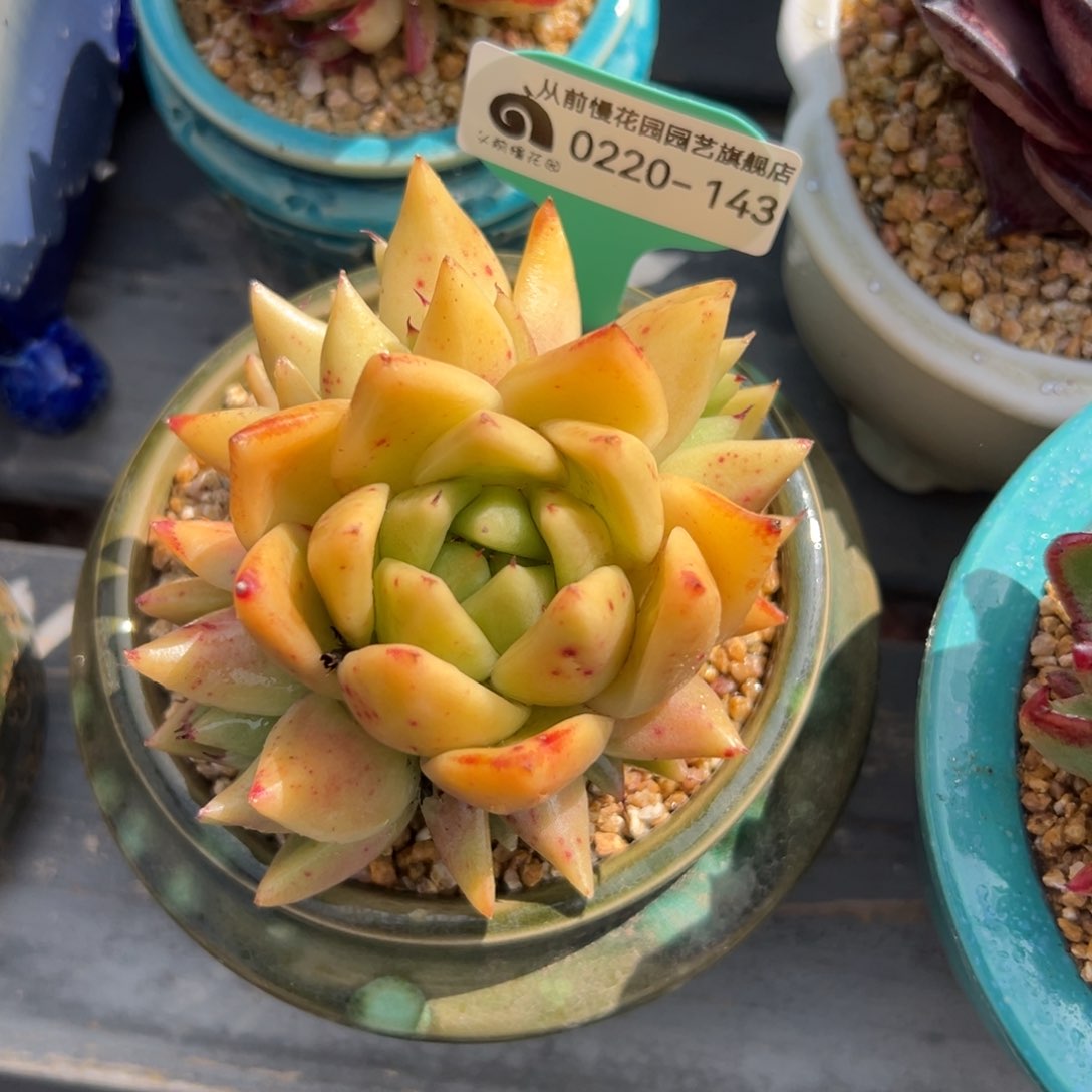 多肉一物一拍0220-143