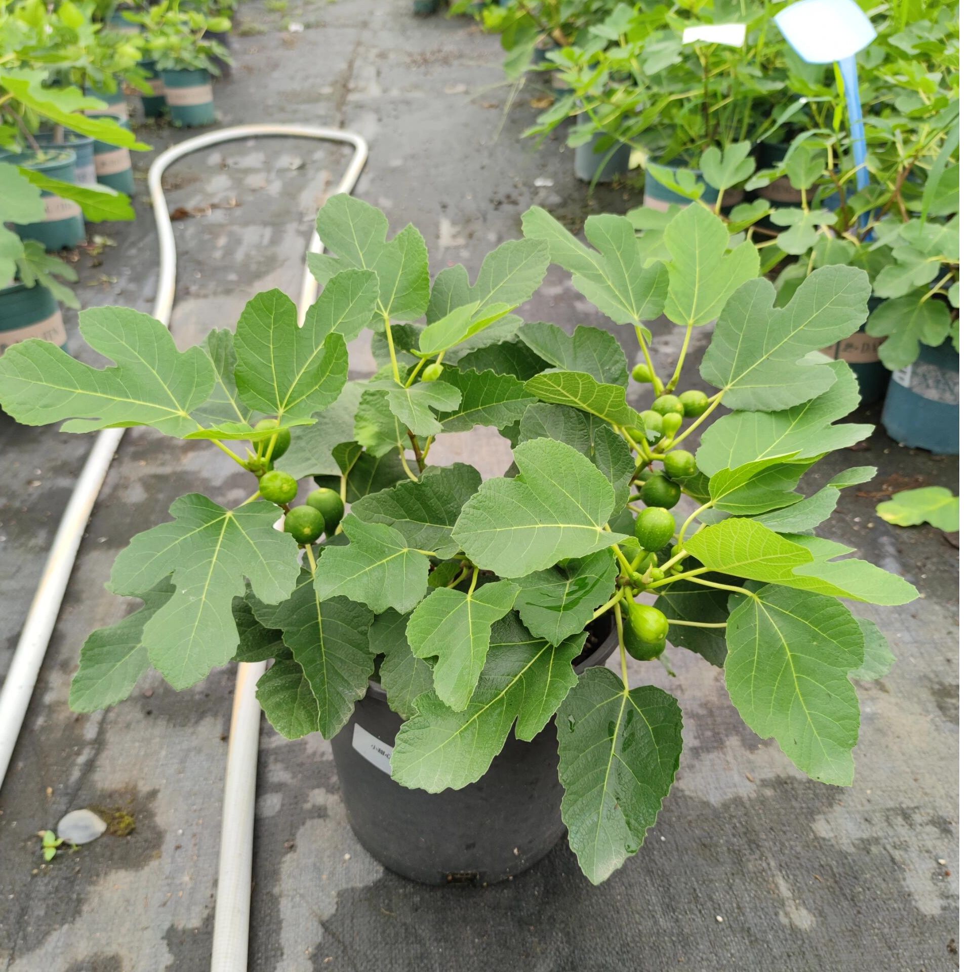 芭劳奈无花果阳台盆栽专属