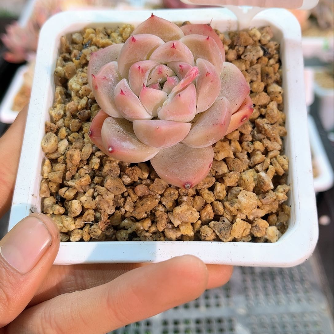 卉森多肉一物一拍编号160