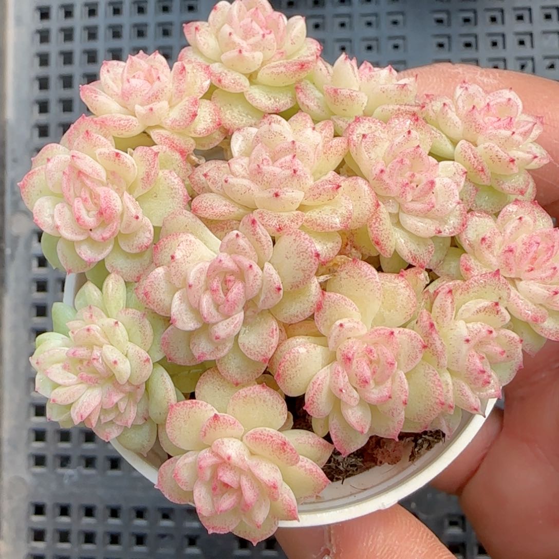 雨***?【闪购商品】0201-123编号麦杆