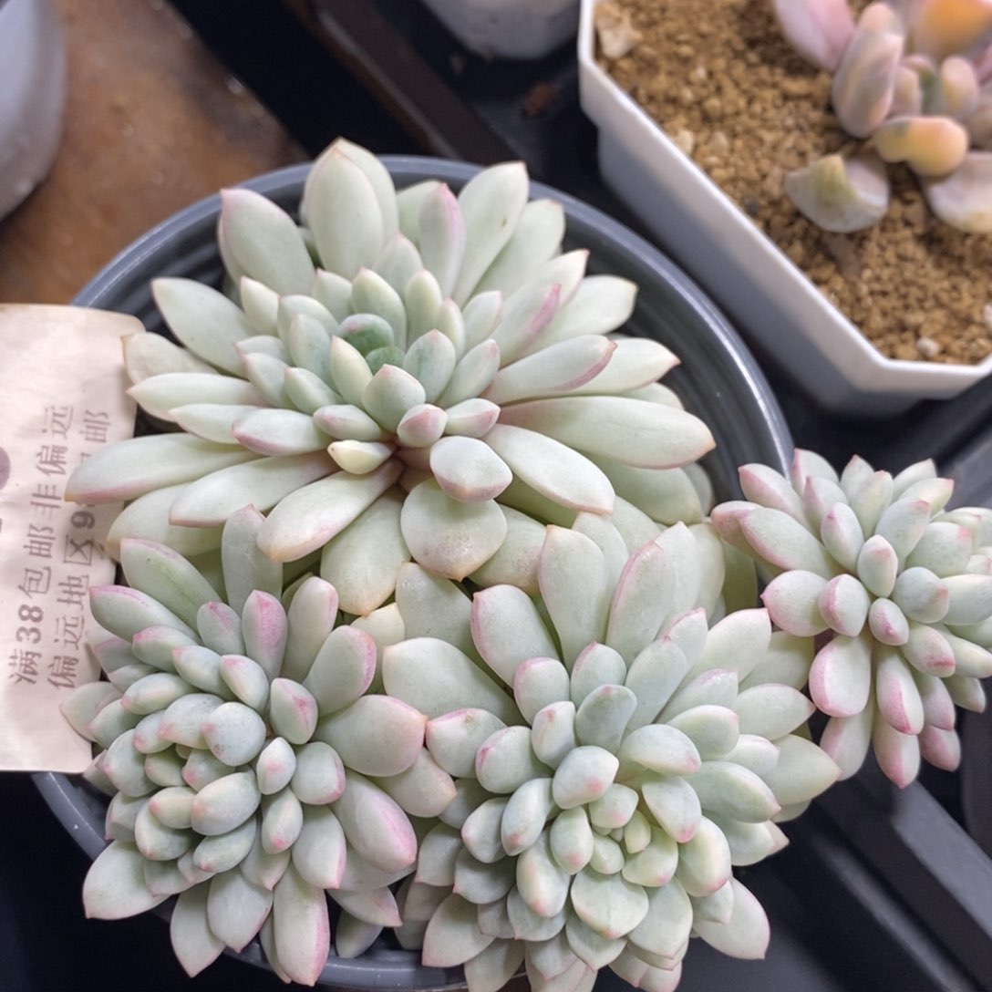 213小红单锦小群生