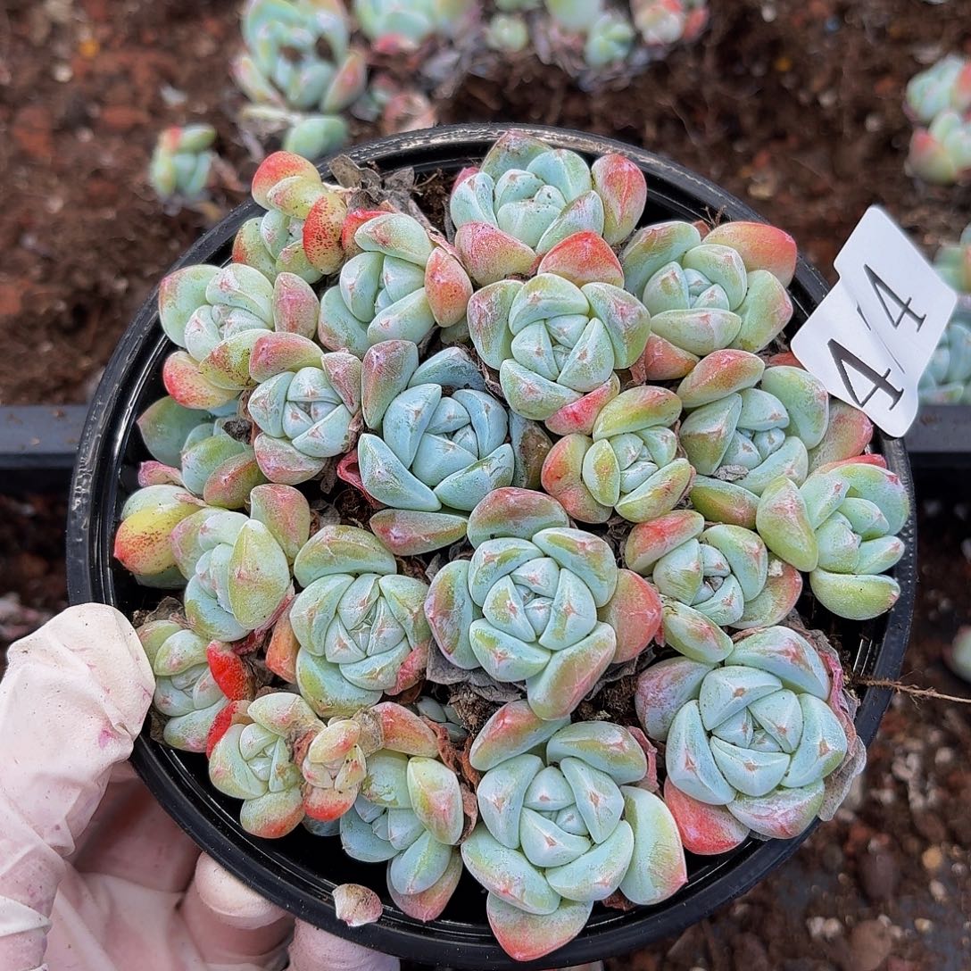 多肉植物多肉植物474