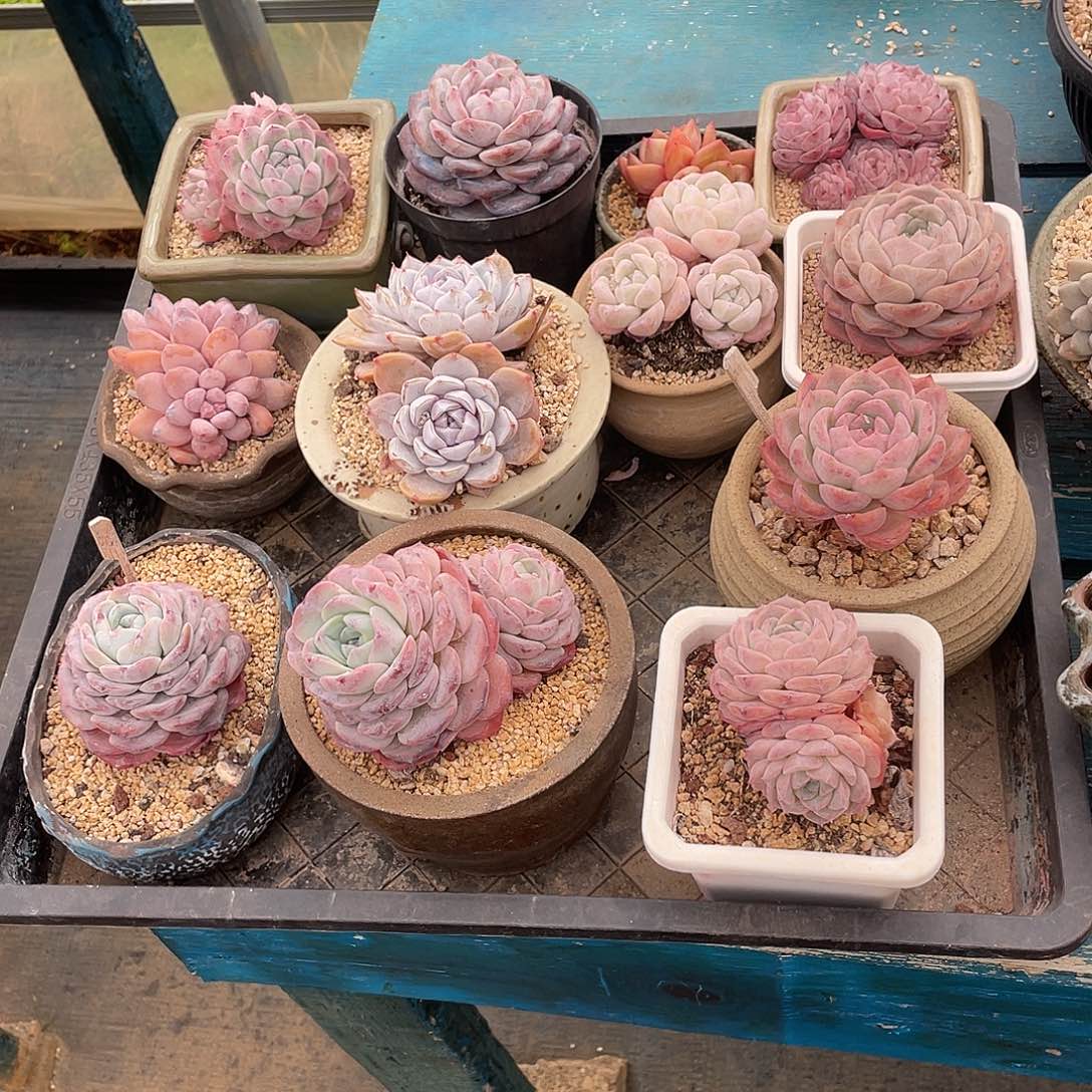 一筐福利筐拍多肉植物一物一拍