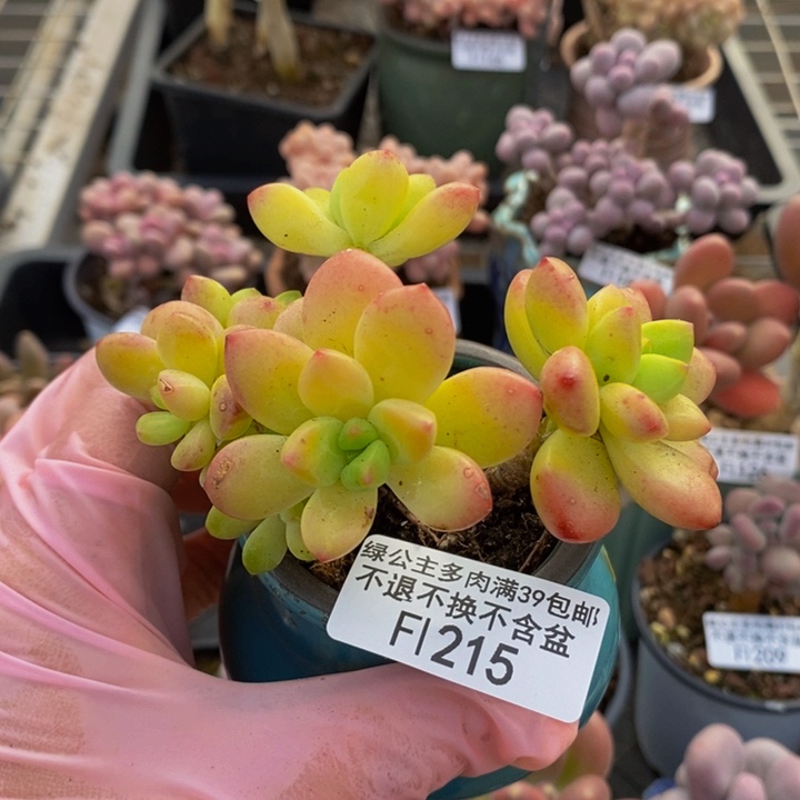 木糖醇有砍8cm215多肉植物