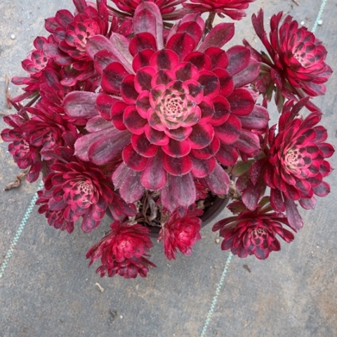 多肉植物白月光锦。