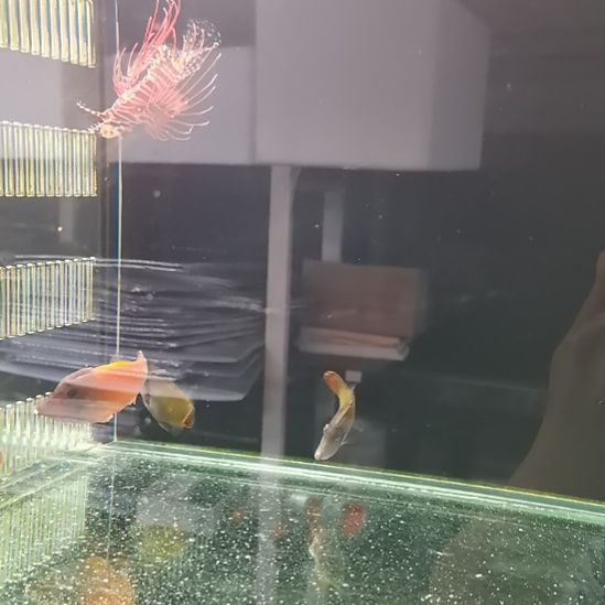 红尾炮弹一条海水鱼