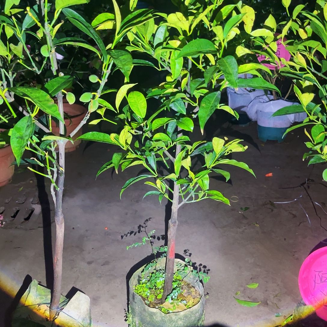 用***7完全开放果树888888888