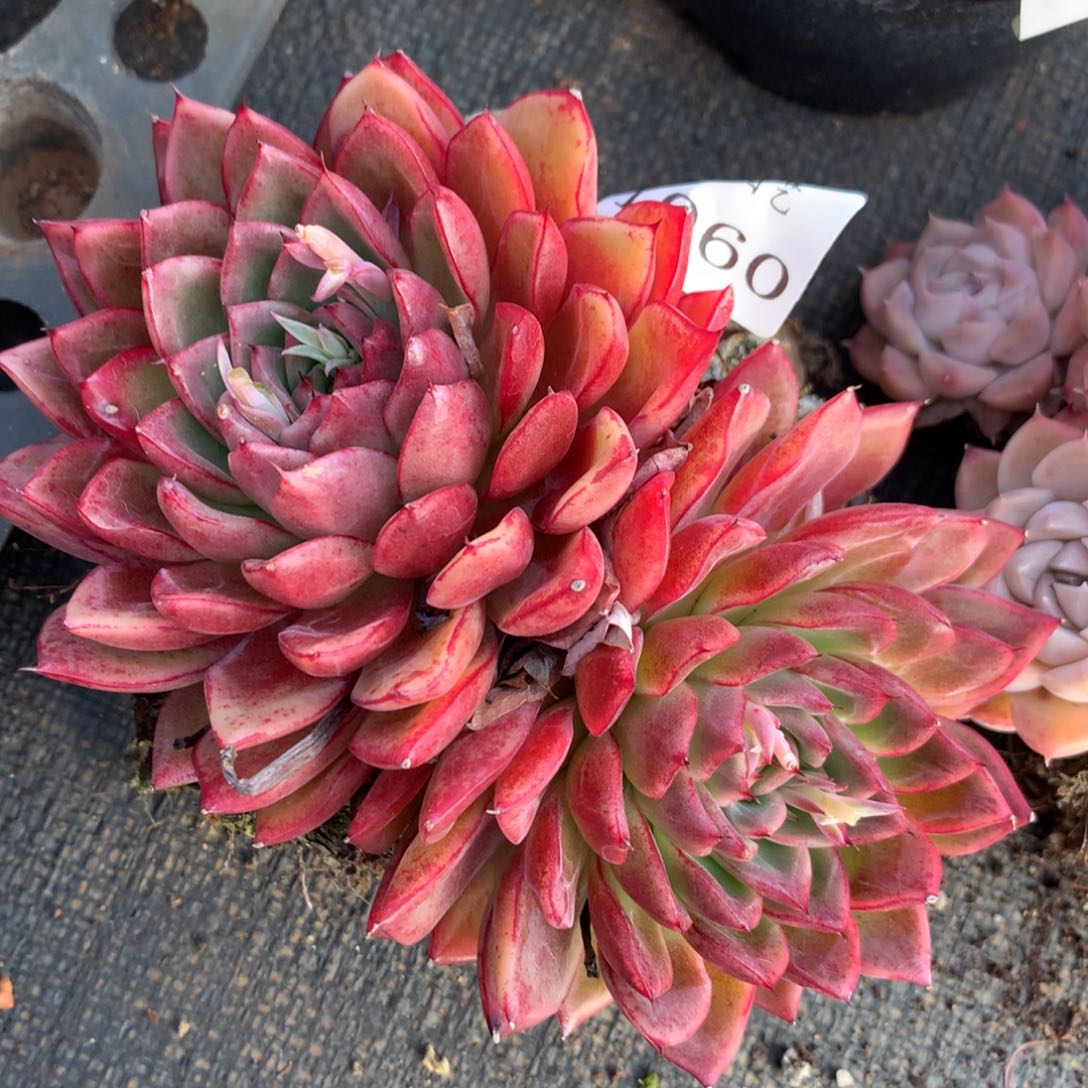 1060新年快乐发发发