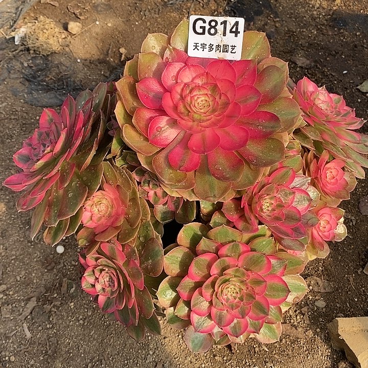 多肉植物火龙果814多肉